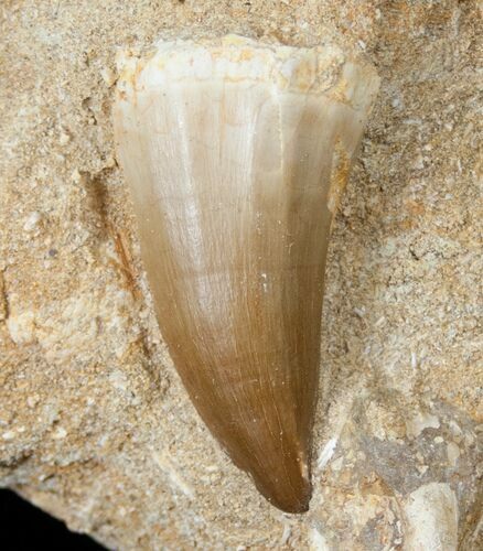 Very Wide Mosasaur (Prognathodon) Tooth In Matrix #14272